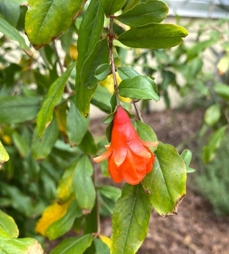 bell shaped pomegranate flower