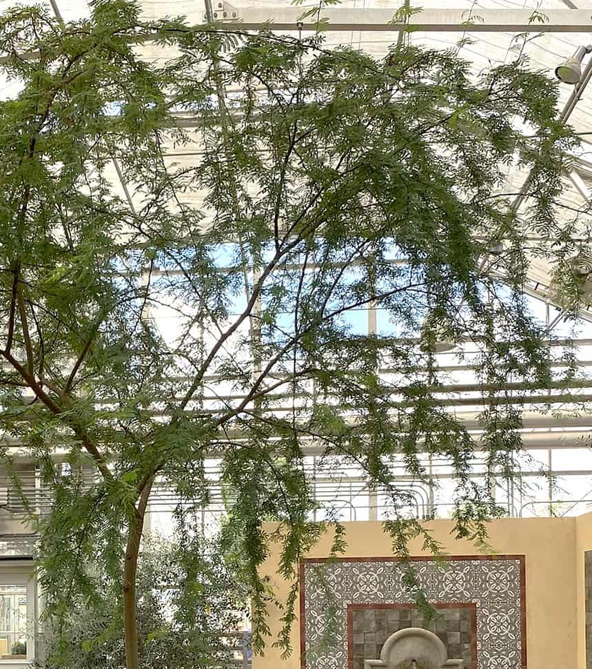 young acacia tree at Plants of the Bible Conservatory in KY one of the species of the evergreen lampstand