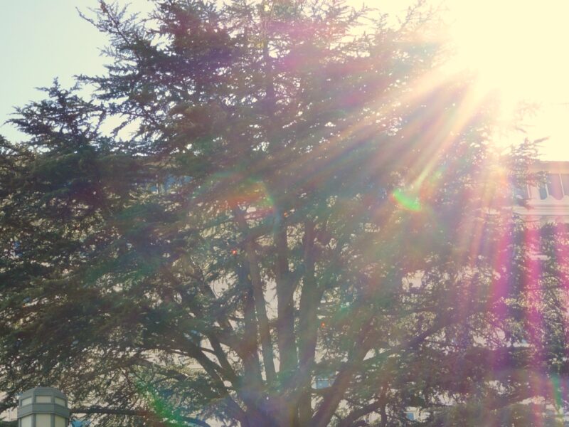 cedar of Lebanon from Isaiah 41:19 envisions the emerald rainbow in Revelation 4:3