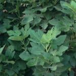 fig leaves, where's the fruit?