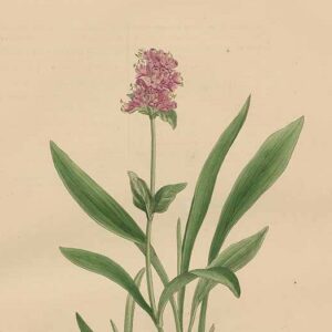 spikenard botanical illustration cropped from plantillustrations.org