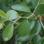 crown of thorns branch of Ziziphus spina-christa at San Antonio Botanical Garden