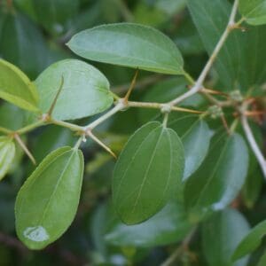 crown of thorns branch of Ziziphus spina-christa at San Antonio Botanical Garden