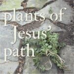 Plants of Jesus' Path meme including garden stepping stones and bunch of hyssop