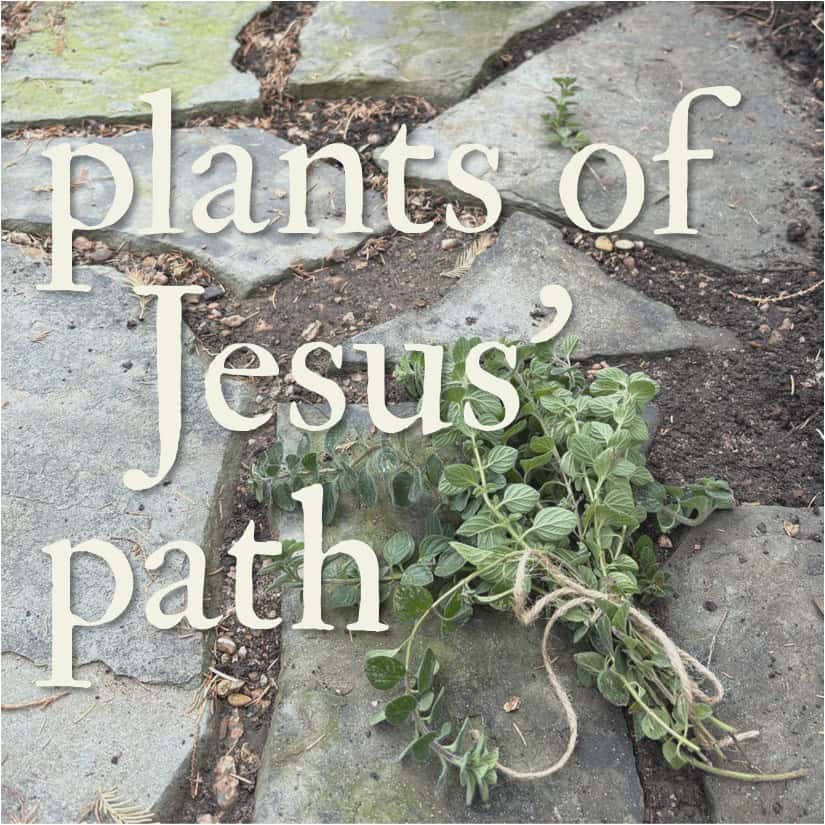 Plants of Jesus' Path meme including garden stepping stones and bunch of hyssop