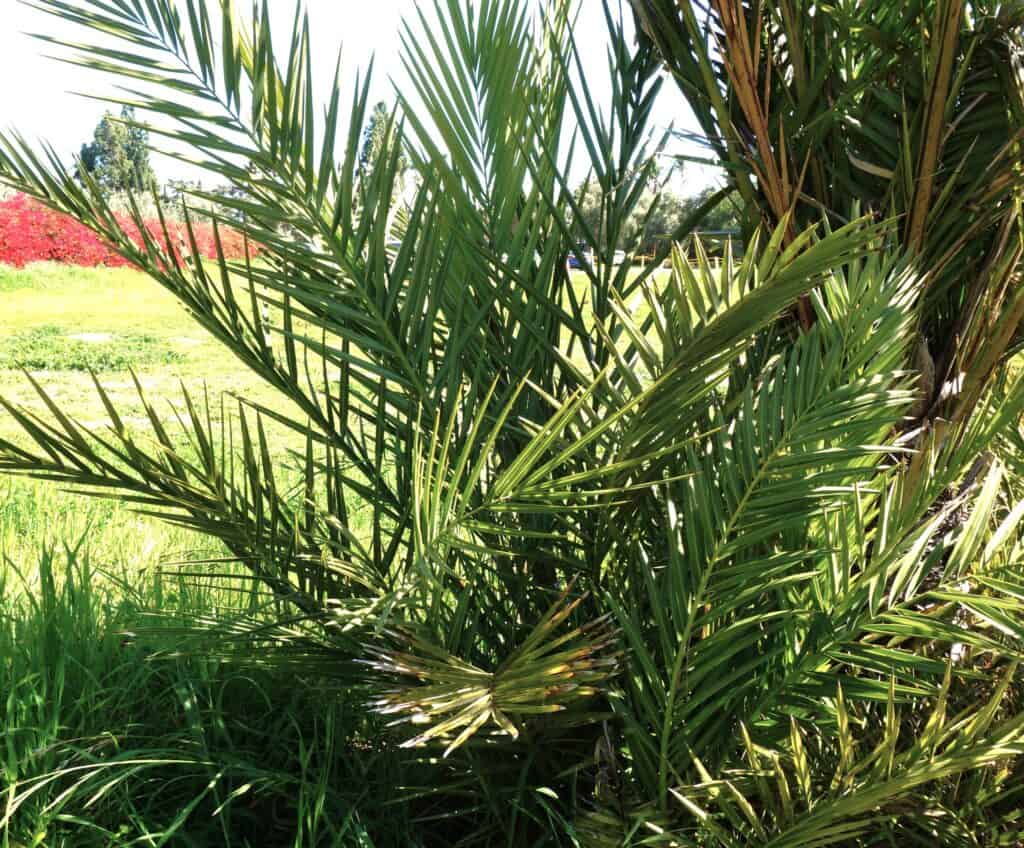 baby palm tree, Old Mission, Santa Barbara CA