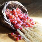 red grapes and wheat stalks in cornicopia