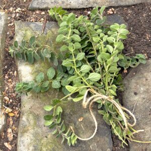 a bunch of hyssop brings us from Exodus to Luke