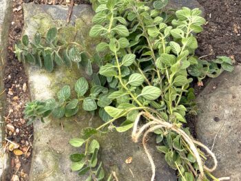 a bunch of hyssop brings us from Exodus to Luke