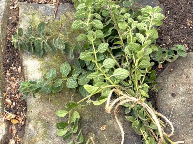 a bunch of hyssop brings us from Exodus to Luke