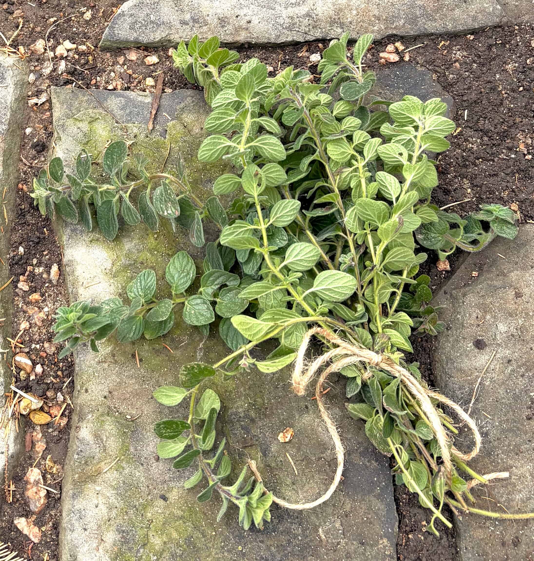 a bunch of hyssop brings us from Exodus to Luke