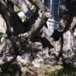 olive trees trunk in CA