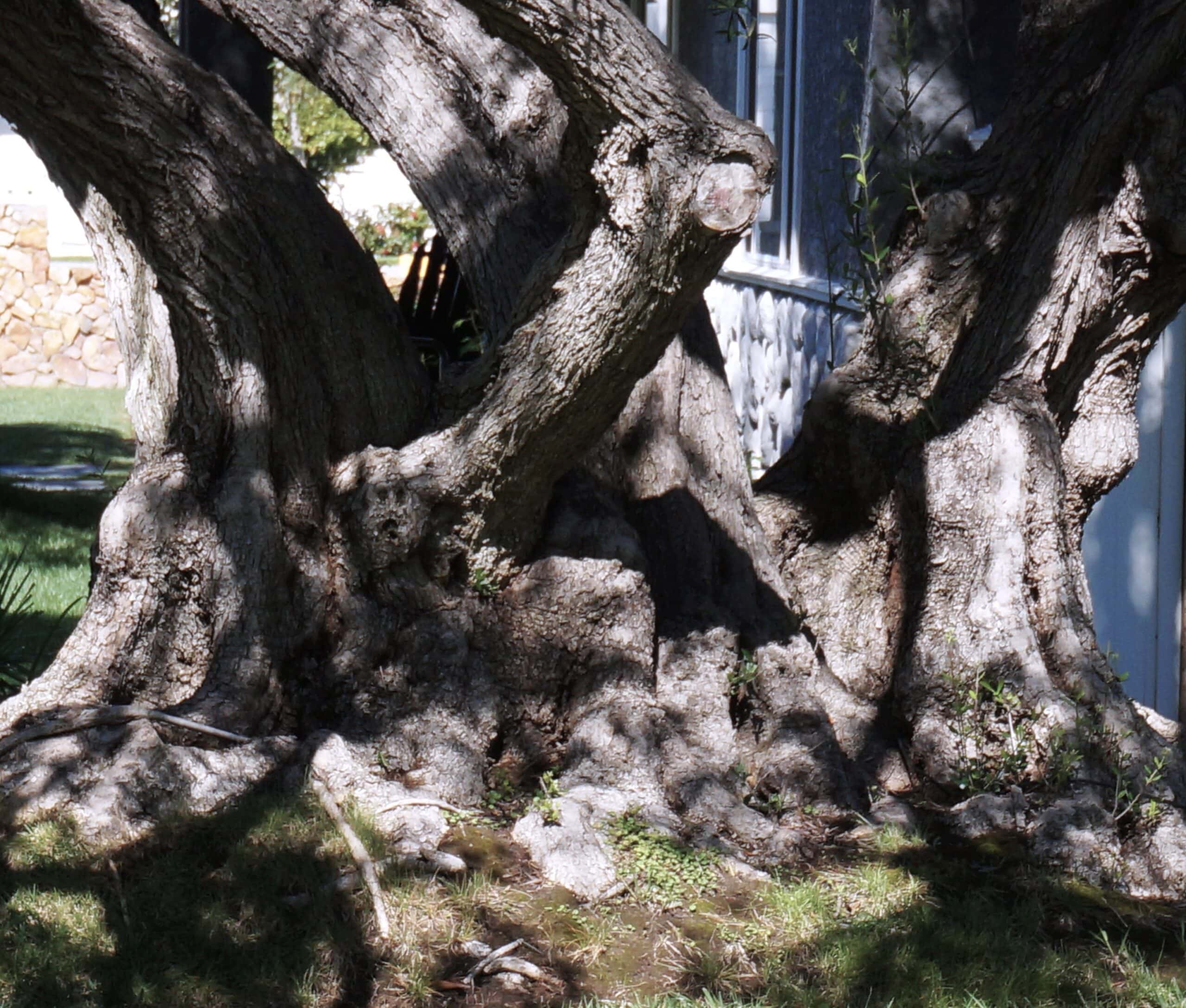 olive trees trunk in CA