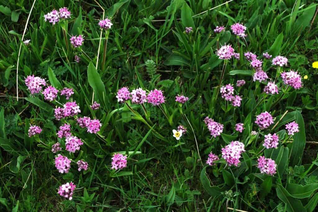Nardostachys jatamansi - Ngawa Tibetan and Qiang Autonomous Prefecture, Sichuan, China from www.alamy.com
