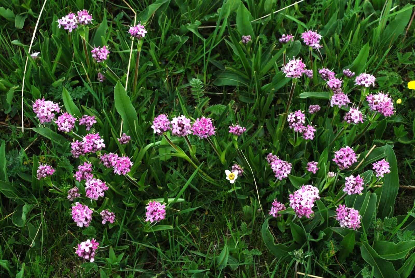 ©Bing Liu from Plants of the World Online by Kew, Royal Botanic Gardens Nardostachys jatamansi – Ngawa Tibetan and Qiang Autonomous Prefecture, Sichuan, China. Borrowed from Plants of the World Online, Kew Royal Botanic Gardens, Please see Kew website for copyright information: https://powo.science.kew.org/taxon/urn:lsid:ipni.org:names:859418-1