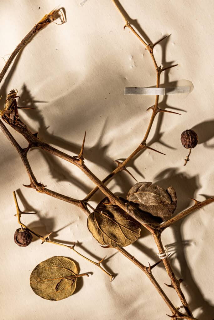 Ziziphus spina-christi, collected by W.N. Koelz, Iran, 1939, a specimen from the Smithsonian Herbarium