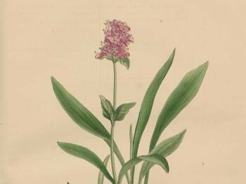 spikenard surrender in the plants of Nardostachys jatamansi. botanical illustration from www.plantillustrations.org