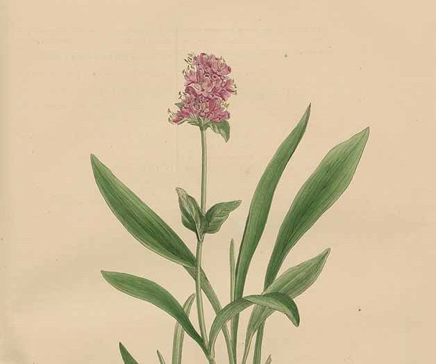 spikenard surrender in the plants of Nardostachys jatamansi. botanical illustration from www.plantillustrations.org
