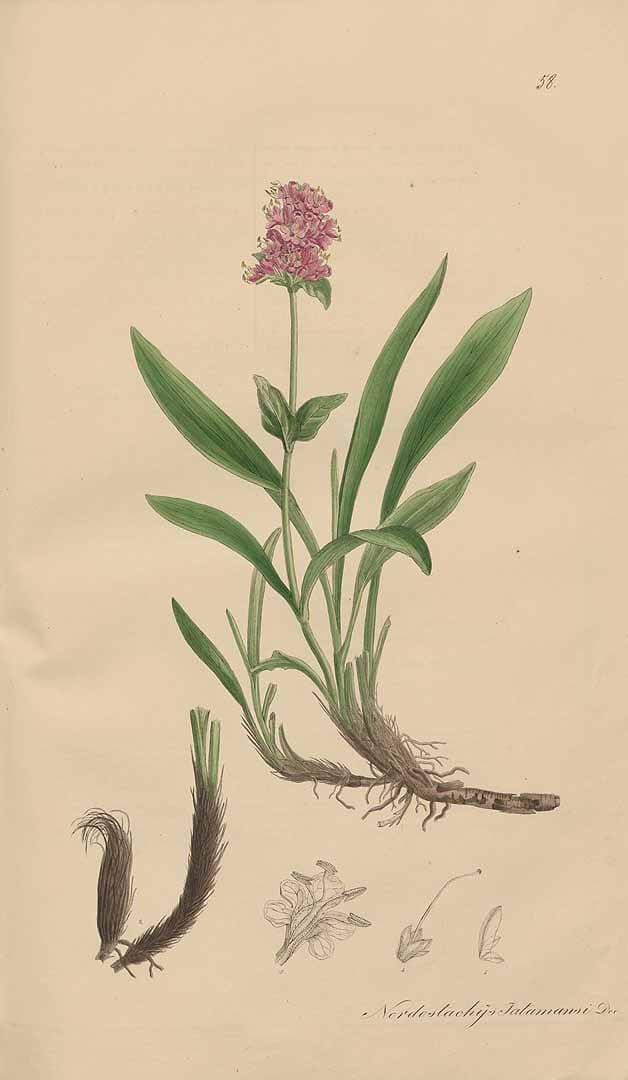 From www.plantillustrations.org, botanical illustration of Nardostachys jatamansi by T.F.L. Nees von Esenbeck and M.F. Wijhe (Weyhe), Plantae medicinales, Supplement (1828-1833) Plate 58