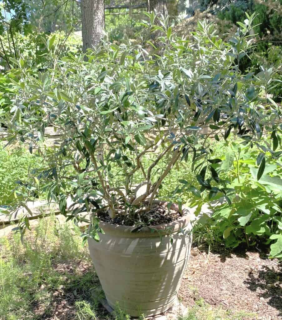 potted 'Little Miss Ollie' cultivar spotted at Denver Botanic Gardens