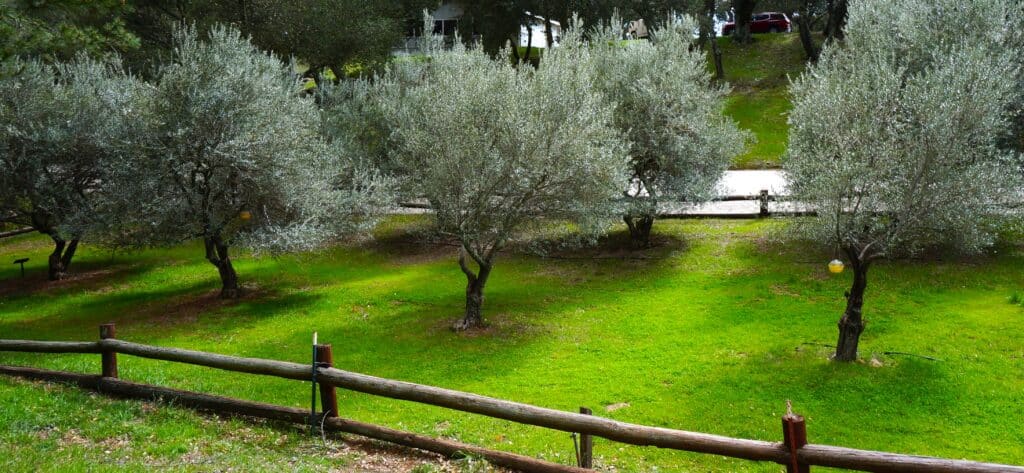olive grove at a California ranch, a reminder of the Night and the light signified in olive trees