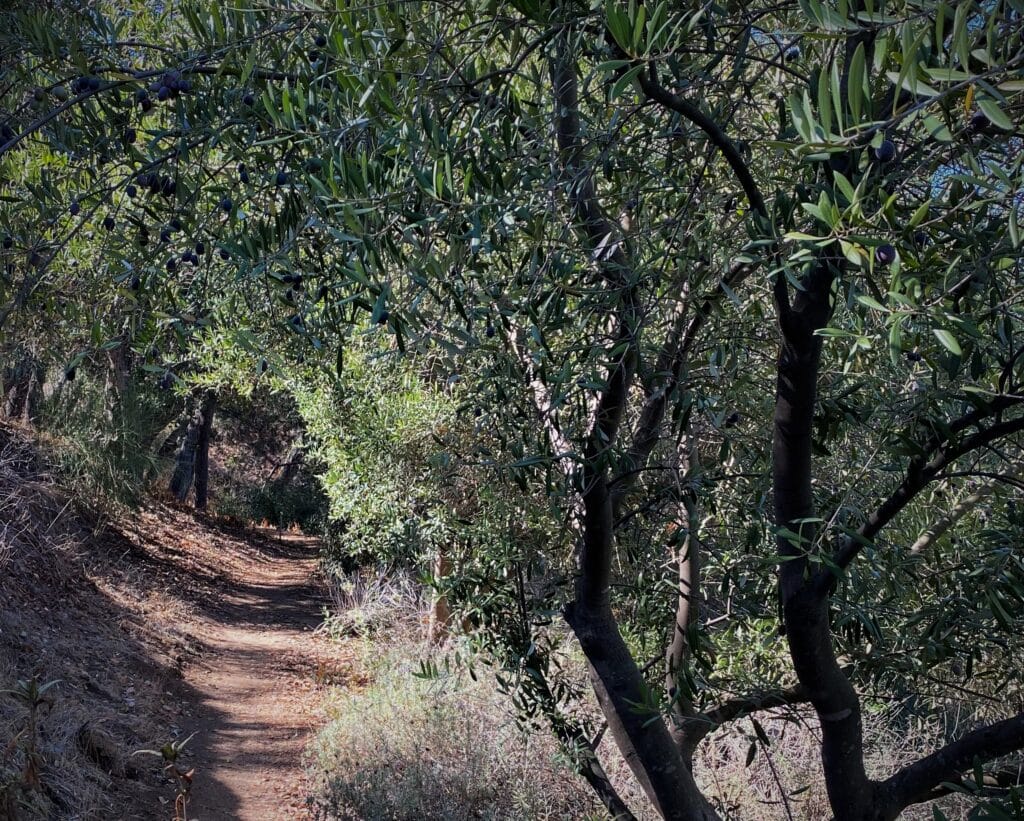 the Night and the light reflected in Descanso Gardens hillside olive grove