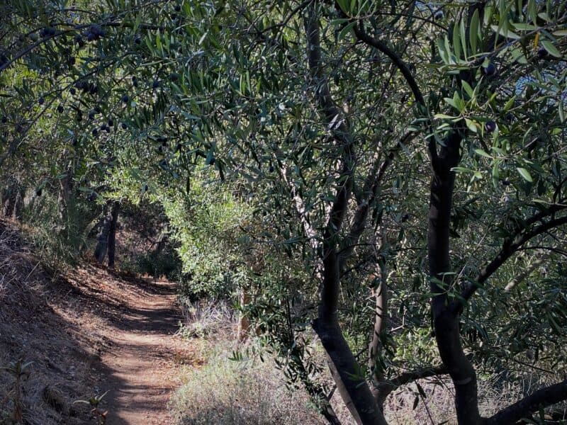 the Night and the light reflected in Descanso Gardens hillside olive grove