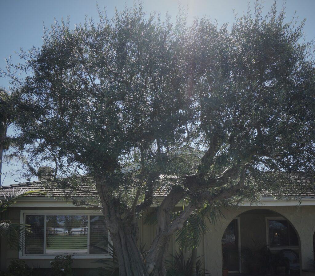 the Night and the Light celebrated in a California neighborhood olive tree