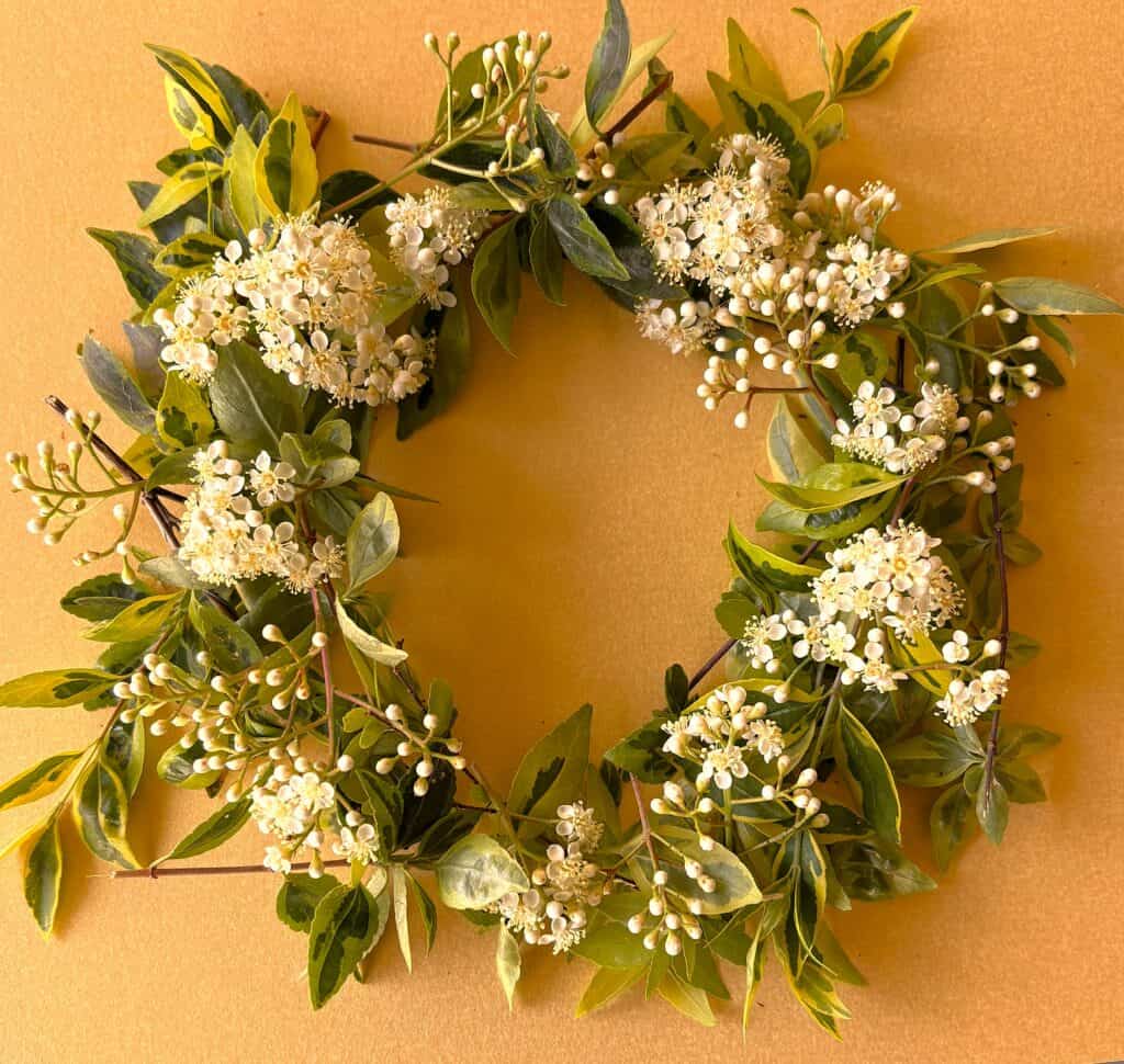 crown of spring blooming shrubs in golden glow