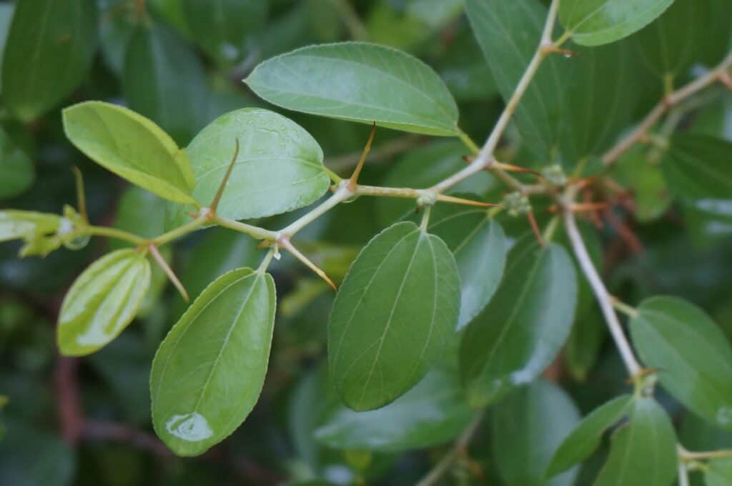 crown of thorns might have been woven with Christ thorn branches