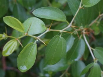 crown of thorns might have been woven with Christ thorn branches