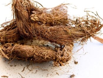 spikenard rhizomes Nardostachys jatamansi from Dreamstime