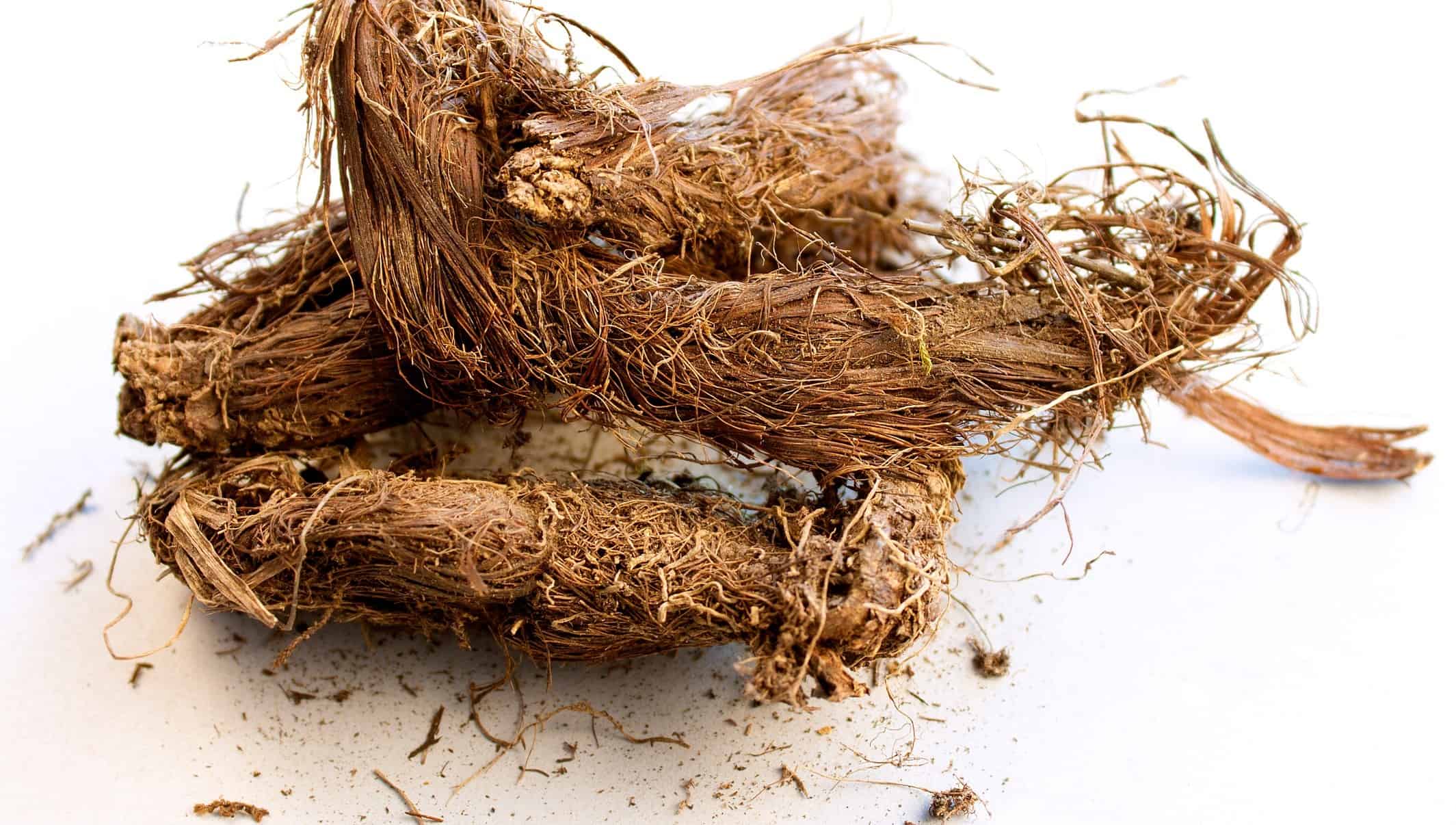 © Ziprashantzi | Dreamstime.com Photo 16618283 | Nardostachys Jatamansi rhizomes of spikenard, also called muskroot