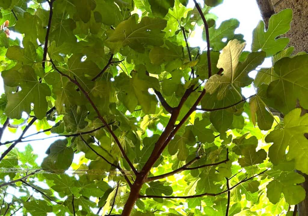 special fig leaves view for fig tree fervency at The Met Cloisters garden NY