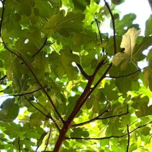 special fig leaves view for fig tree fervency at The Met Cloisters garden NY