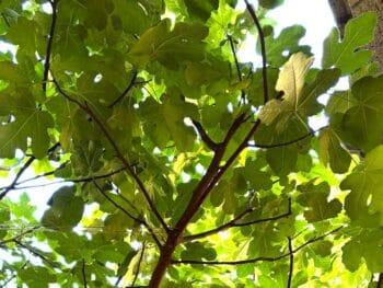 special fig leaves view for fig tree fervency at The Met Cloisters garden NY