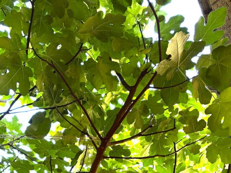 special fig leaves view for fig tree fervency at The Met Cloisters garden NY