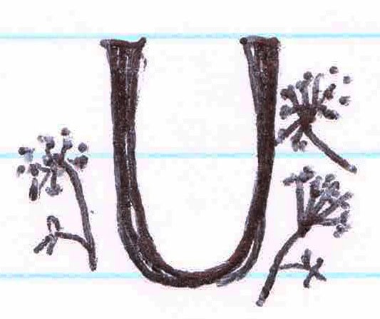 U is for Umbellifer