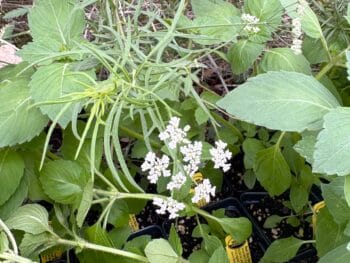 herbs for sale and growing at Urban Herbal in San Antonio, TX