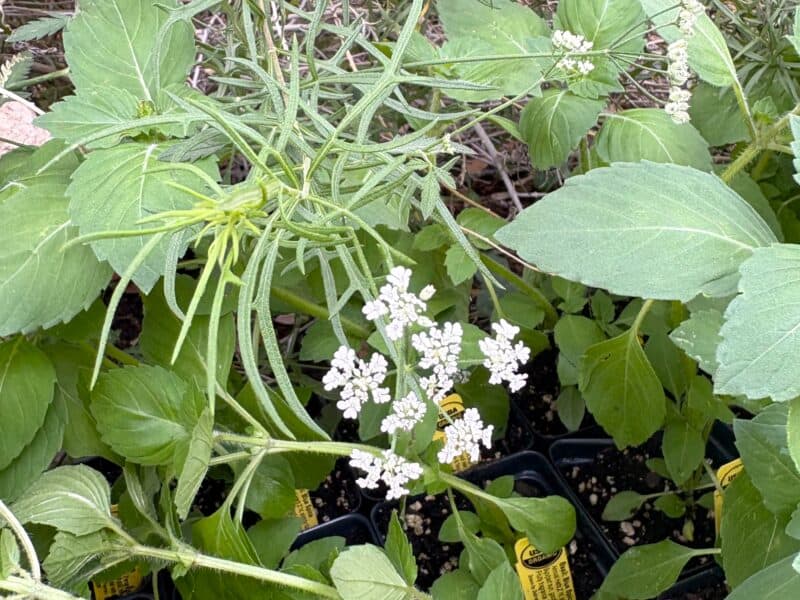herbs for sale and growing at Urban Herbal in San Antonio, TX
