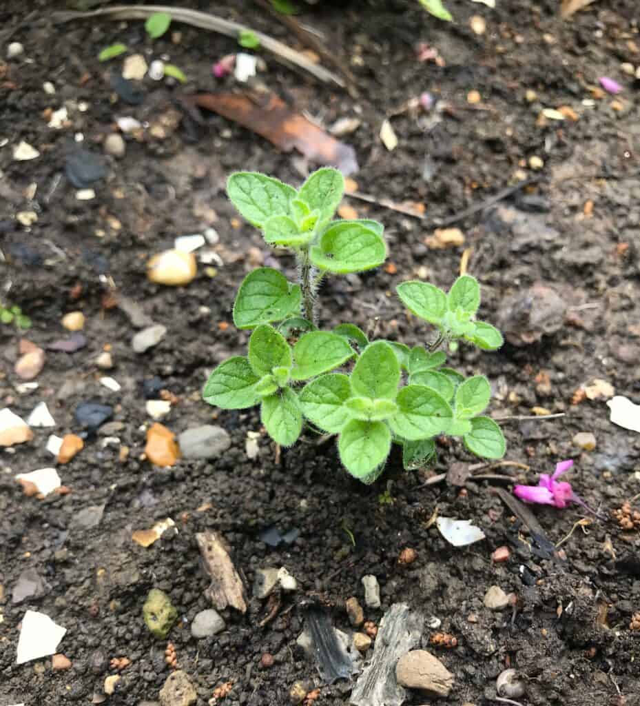 hyssop volunteer in my Texas garden