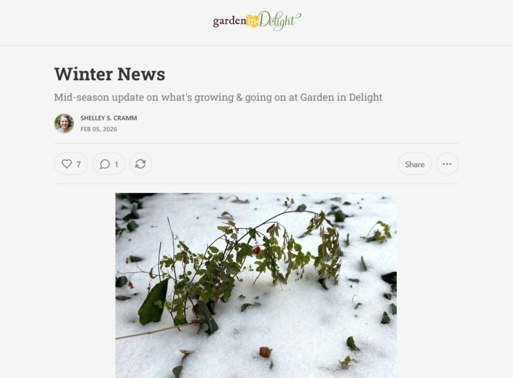 winter newsletter on Substack Feb-5-2026 featuring maidenhair fern in the snow
