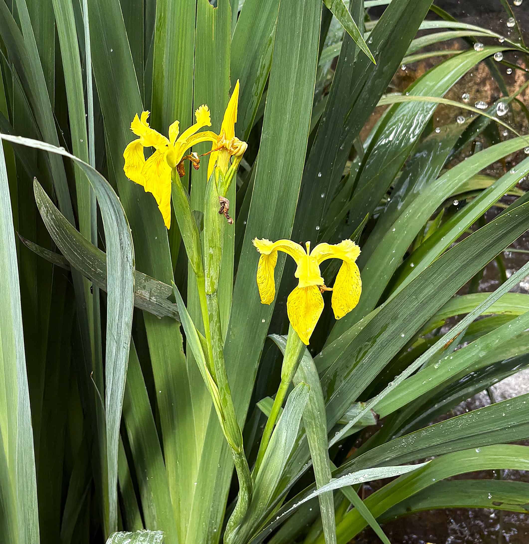 © 2026 Shelley S. Cramm Iris Yellow Flag close-up view © 2026 Shelley S. Cramm Iris Yellow Flag close-up view