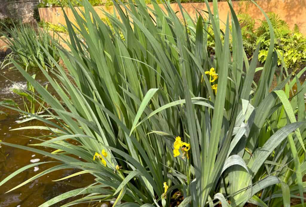 Iris yellow flag on display at San Antonio Botanical Garden