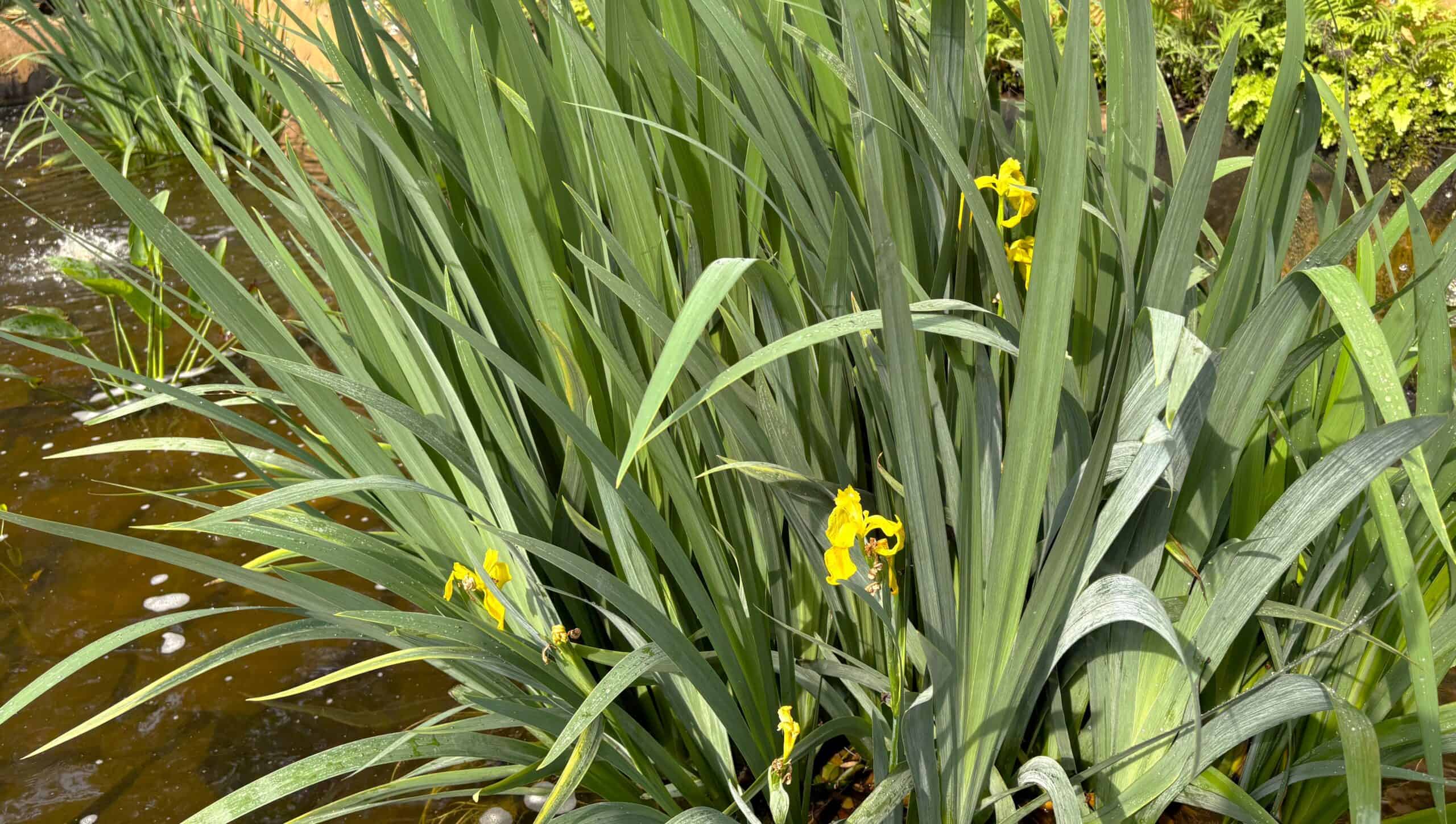 ©2026 Shelley S. Cramm taken at San Antonio Botanical Garden: Iris yellow flag steal the show at John L. Santikos Fountain of the Ferns ©2026 Shelley S. Cramm taken at San Antonio Botanical Garden: Iris yellow flag steal the show at John L. Santikos Fountain of the Ferns