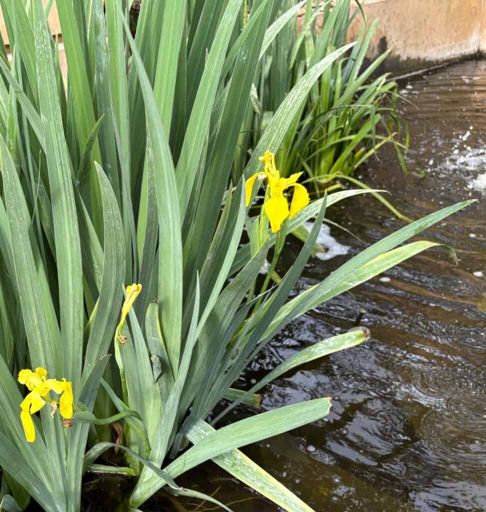 yellow flag thrives in shallow water at San Antonio Botanical Garden