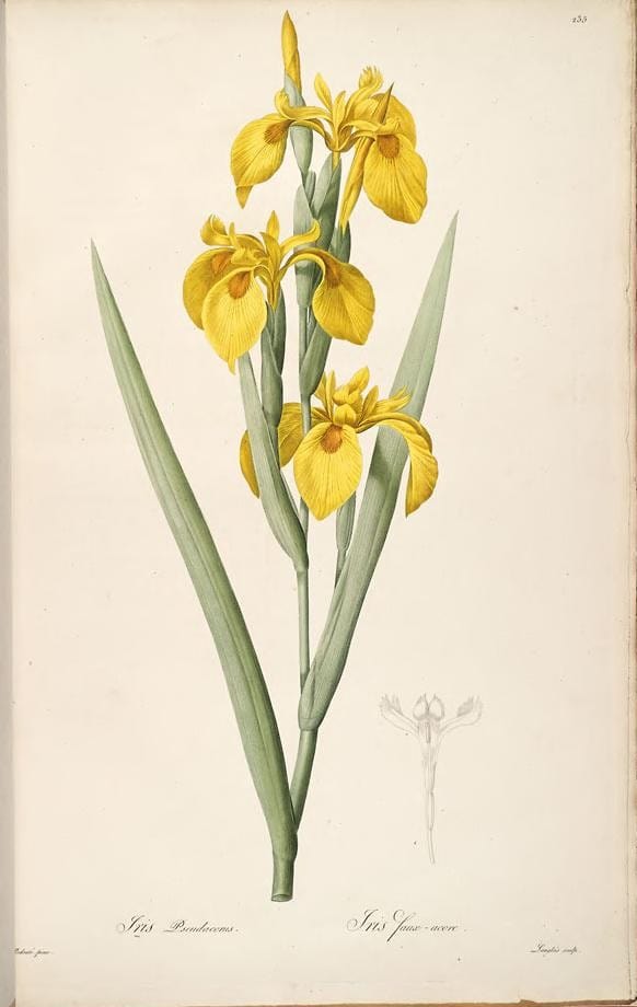 Iris pseudacorus illustration by Redoute from Liliceae plate 235