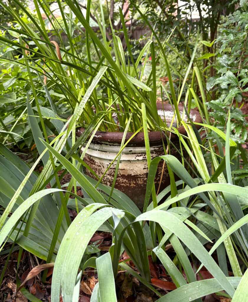 garden pot of sweet flag surrounded by bearded iris