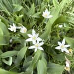 star of Bethlehem flowers in The Cloisters Gardens NY