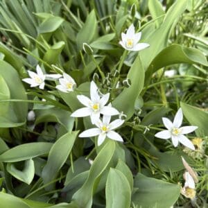 star of Bethlehem flowers in The Cloisters Gardens NY